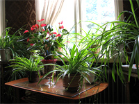 Φυτά εσωτερικού χώρου